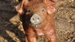 Fiebre aftosa: nueva técnica evalúa la eficacia de la vacuna en cerdos