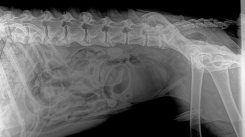 Posgrado radiología en pequeños animales