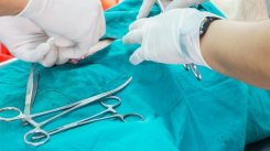 Curso cirugía cavidad abdominal en pequeños animales
