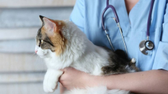 Cannabis Medicinal en Medicina Felina