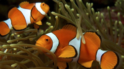 Posgrado en exóticos y no convencionales Módulo peces