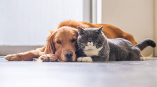 Intoxicaciones en Mascotas Antídotos y Tratamientos Disponibles
