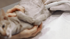 Curso de Ecografía en Perros y Gatos