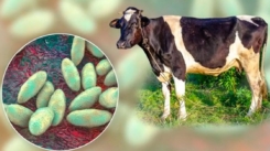 Programa Nacional de Fiebre aftosa