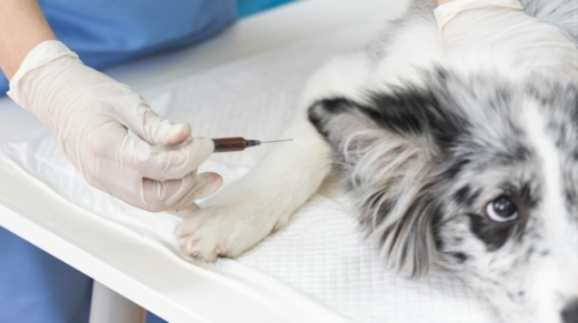 Vacunación antirrábica pre-exposición para Médicos Veterinarios