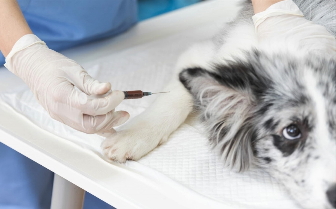 Vacunación antirrábica pre-exposición para Médicos Veterinarios