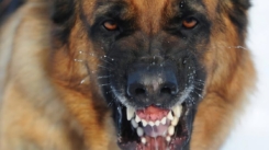 Caso confirmado de rabia canina en Machagai