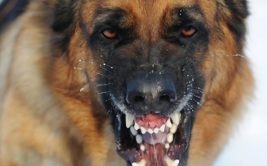 Caso confirmado de rabia canina en Machagai